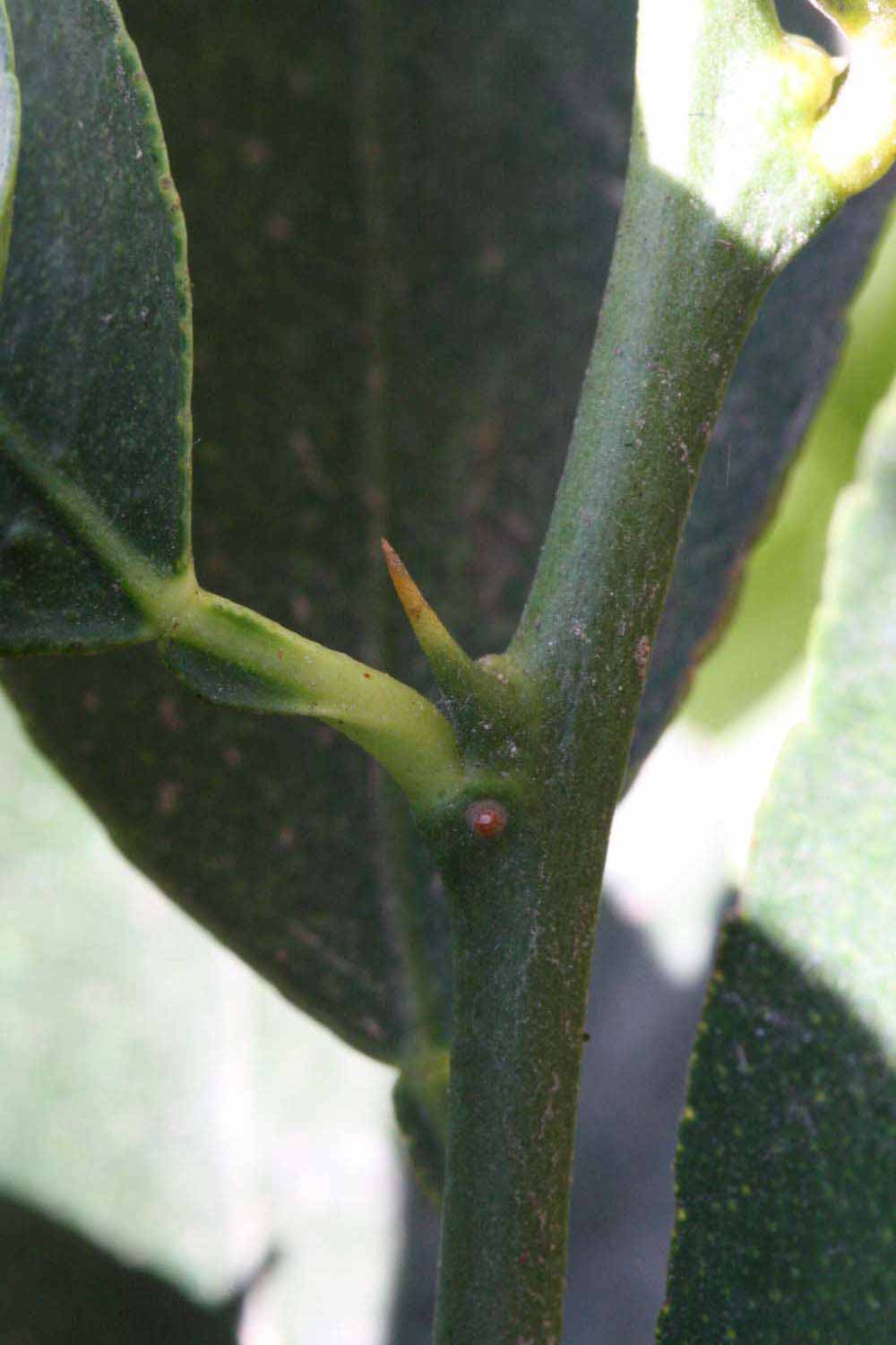            First year twig (Riverside, CA)   